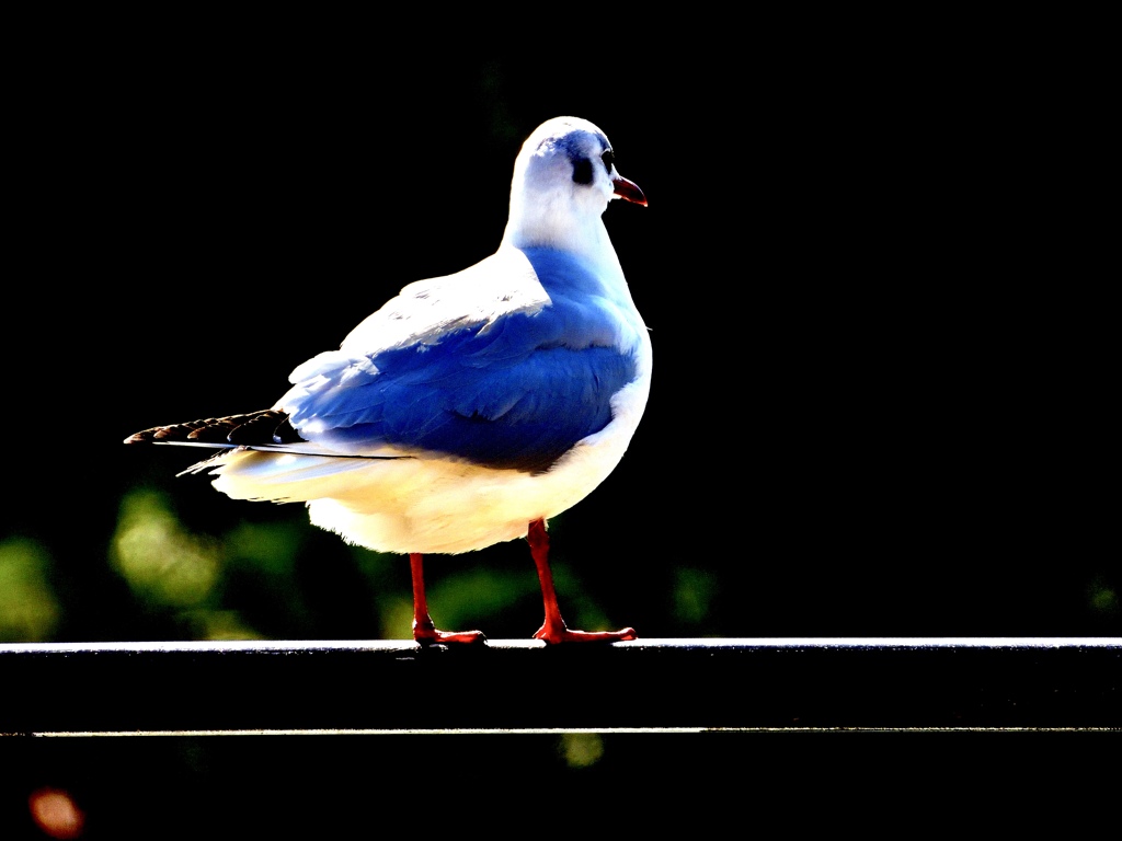 公園・今日も人出少ないな〜
