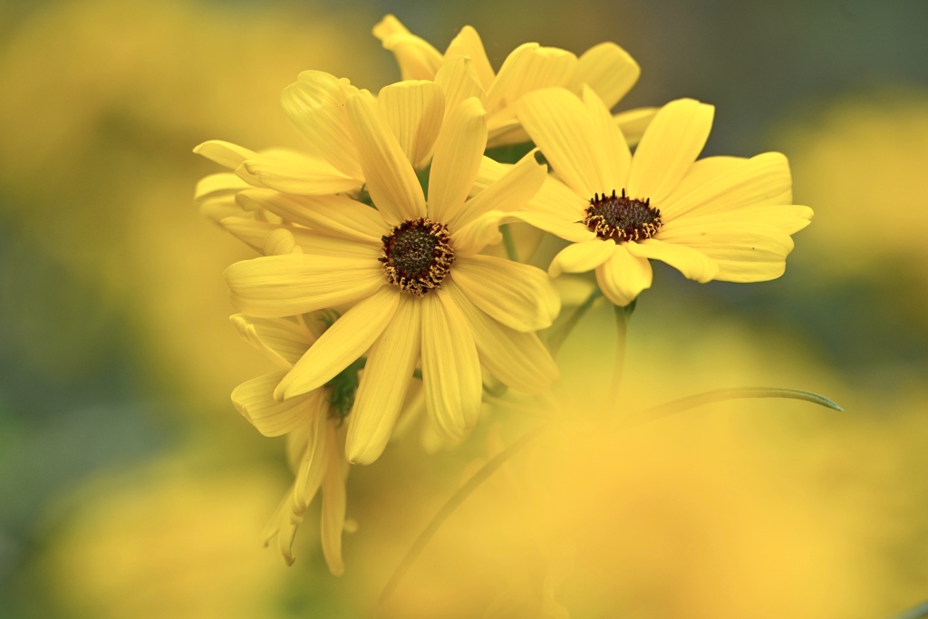 ヤナギバヒマワリの美