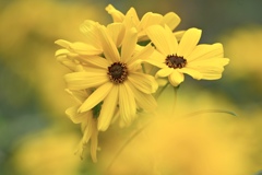 ヤナギバヒマワリの美