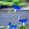 二階から見下ろす朝顔