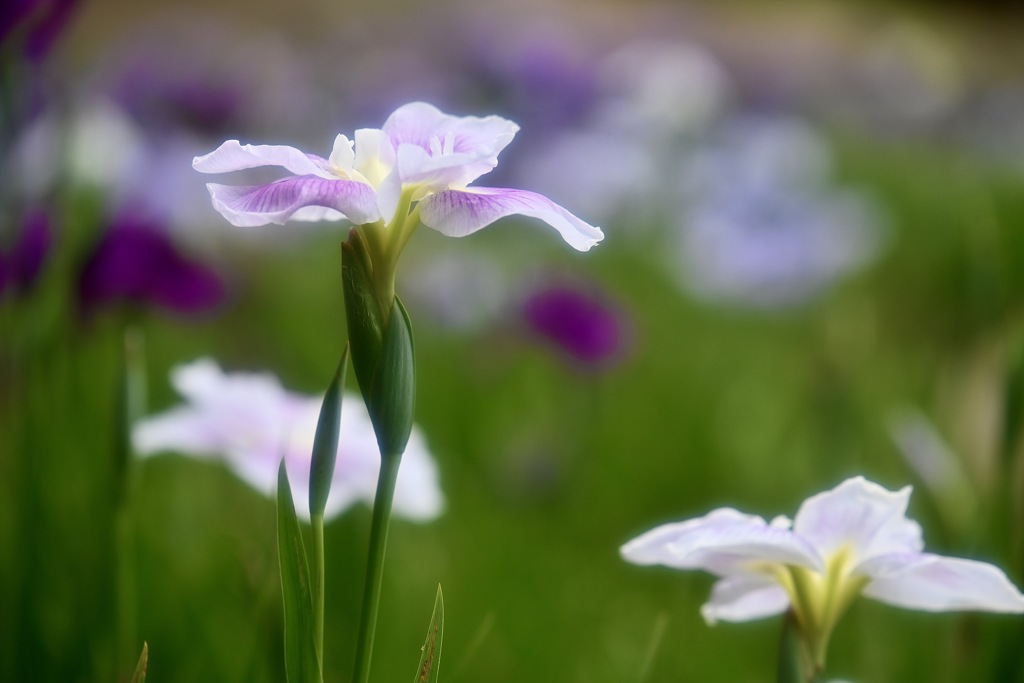 美を競う花菖蒲