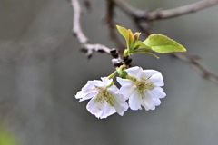 １０月桜咲いています