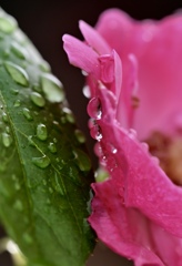 雨上がりのバラ