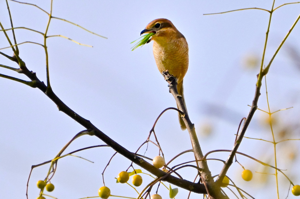 モズさんのお食事