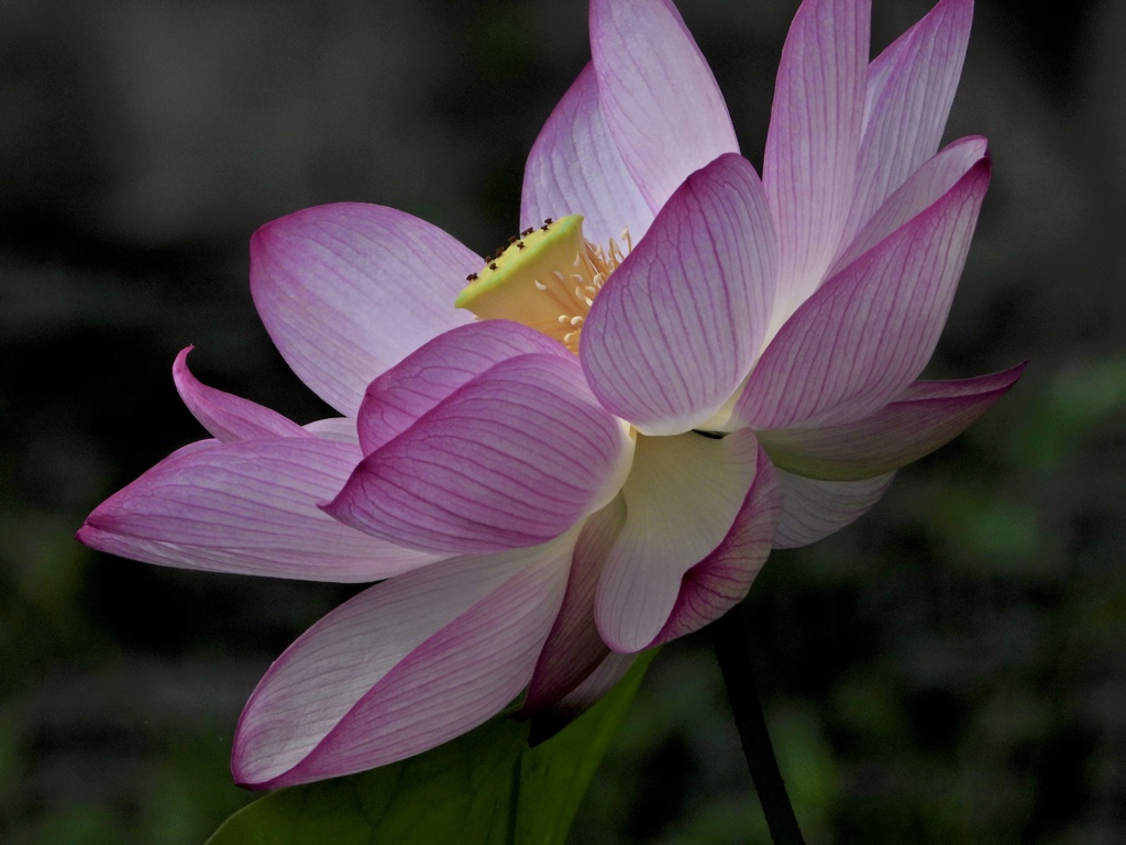 美しく咲く花