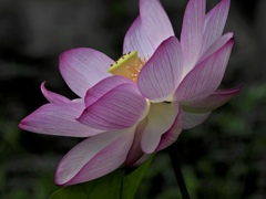 美しく咲く花