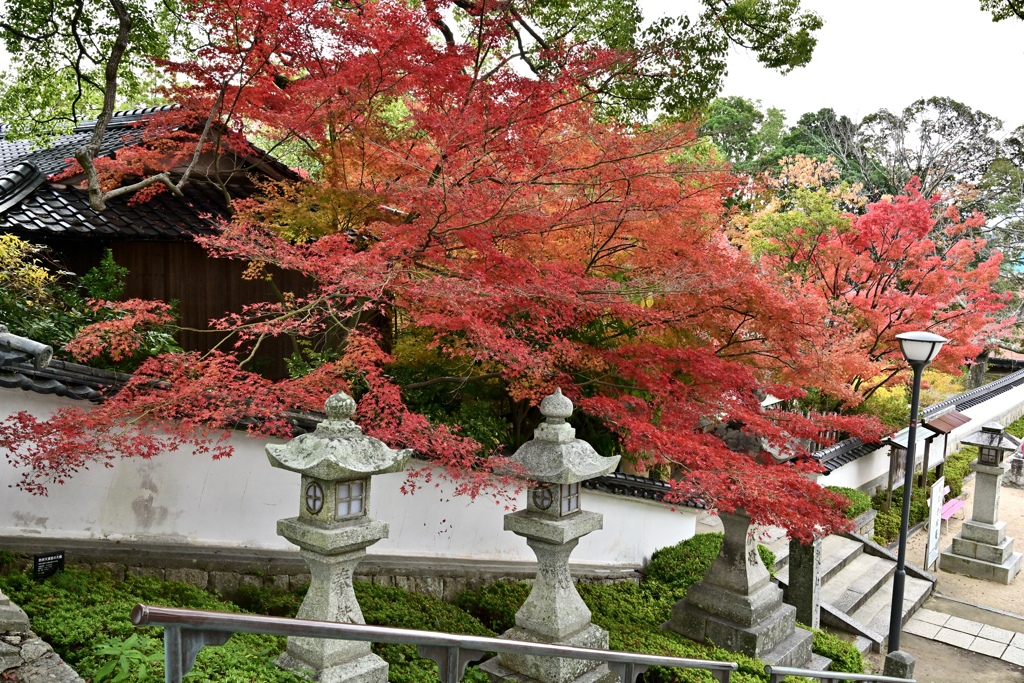 茶室の紅葉