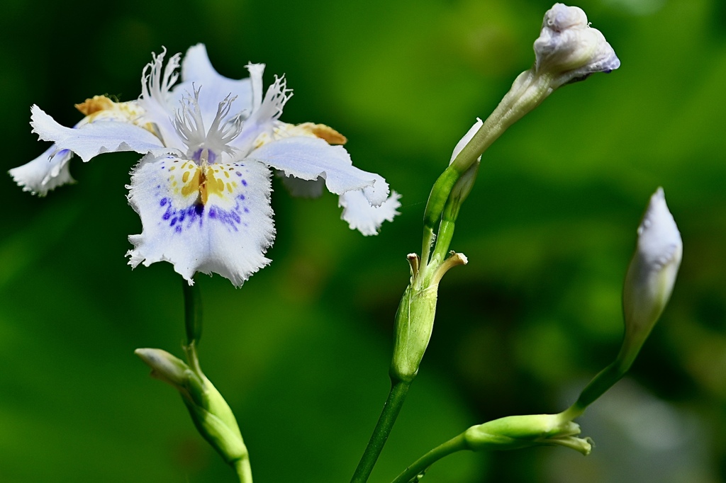 一輪の花　1