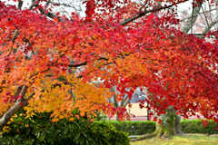 昨日の紅葉