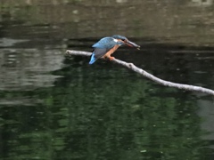 小ちゃいけど獲れたよ〜‼︎