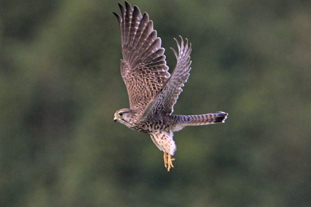 飛び出すチョウゲンボウ