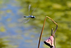 蓮池を飛ぶシオカラトンボ