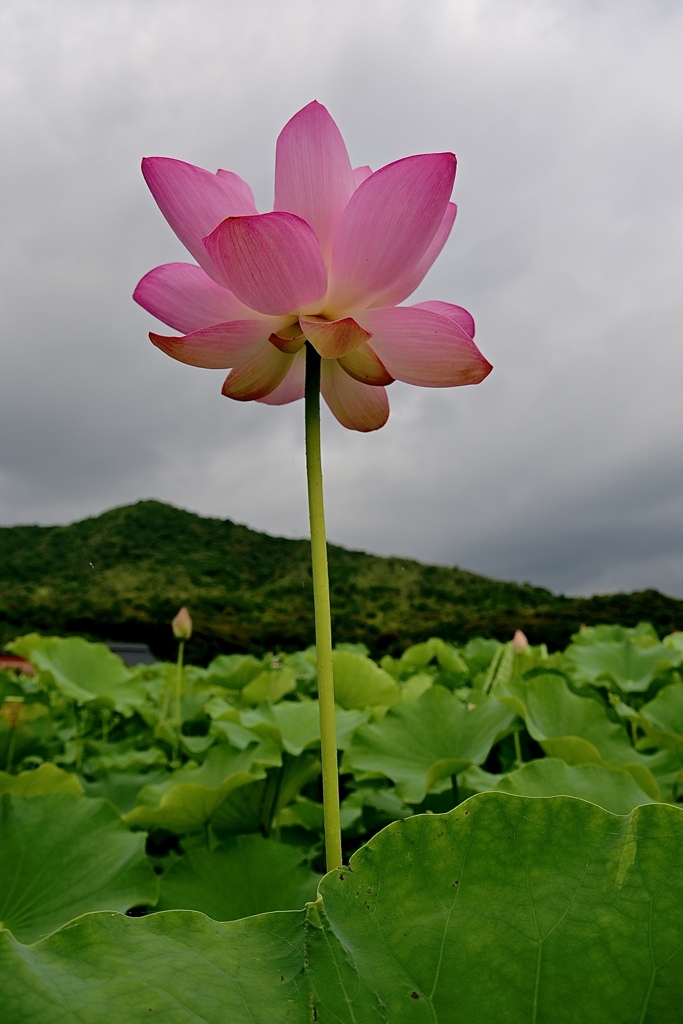 主張する花
