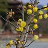 蝋梅と五重塔