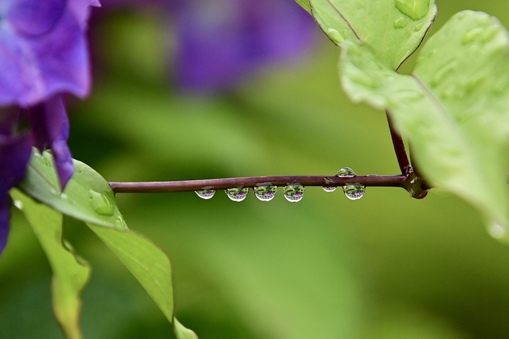 雨からの贈り物