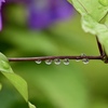 雨からの贈り物