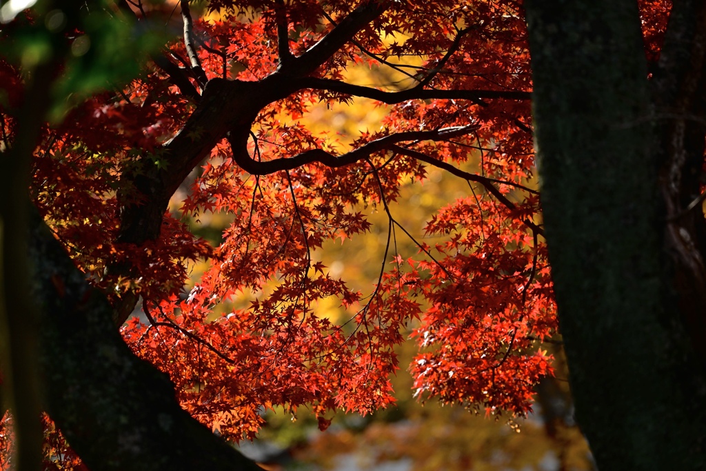 眩しい紅葉