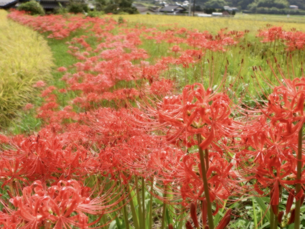 里山の秋