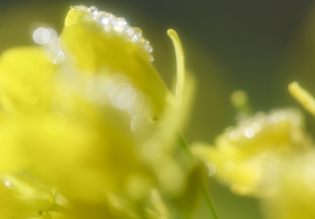 菜の花・朝露に輝く