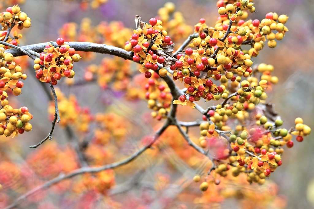 ツルウメモドキ熟れる