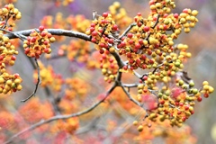 ツルウメモドキ熟れる