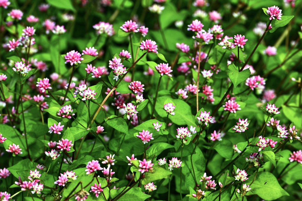 ミゾソバ咲く頃