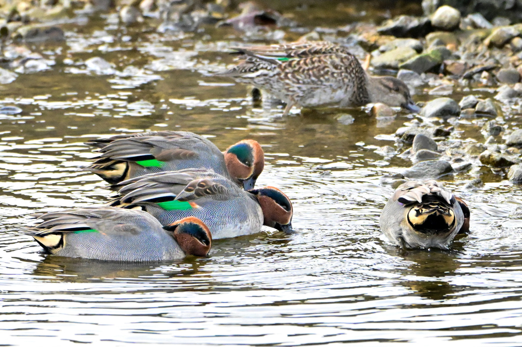 コガモのお食事