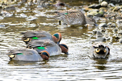 コガモのお食事