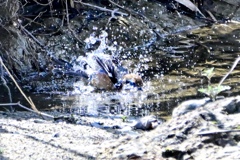 モズ君の水浴び
