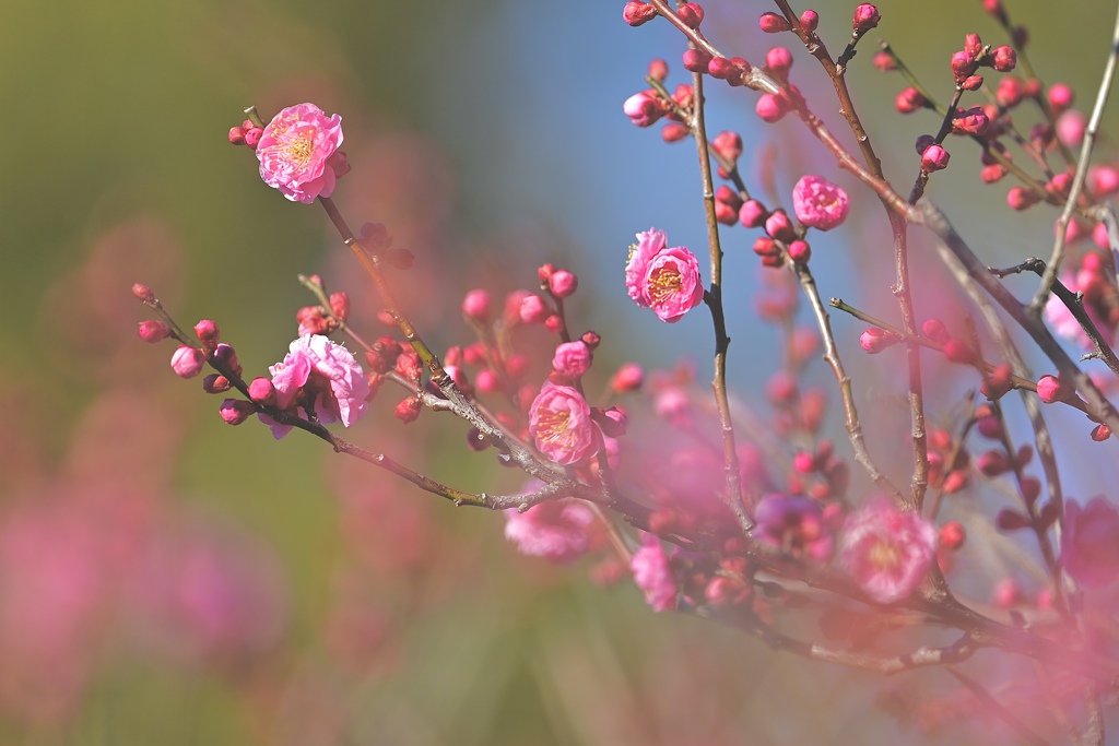 紅梅咲く頃