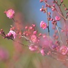 紅梅咲く頃