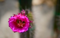サボテンの花2