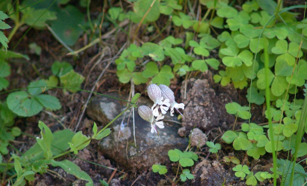 アルプスにひっそりと咲く高山植物