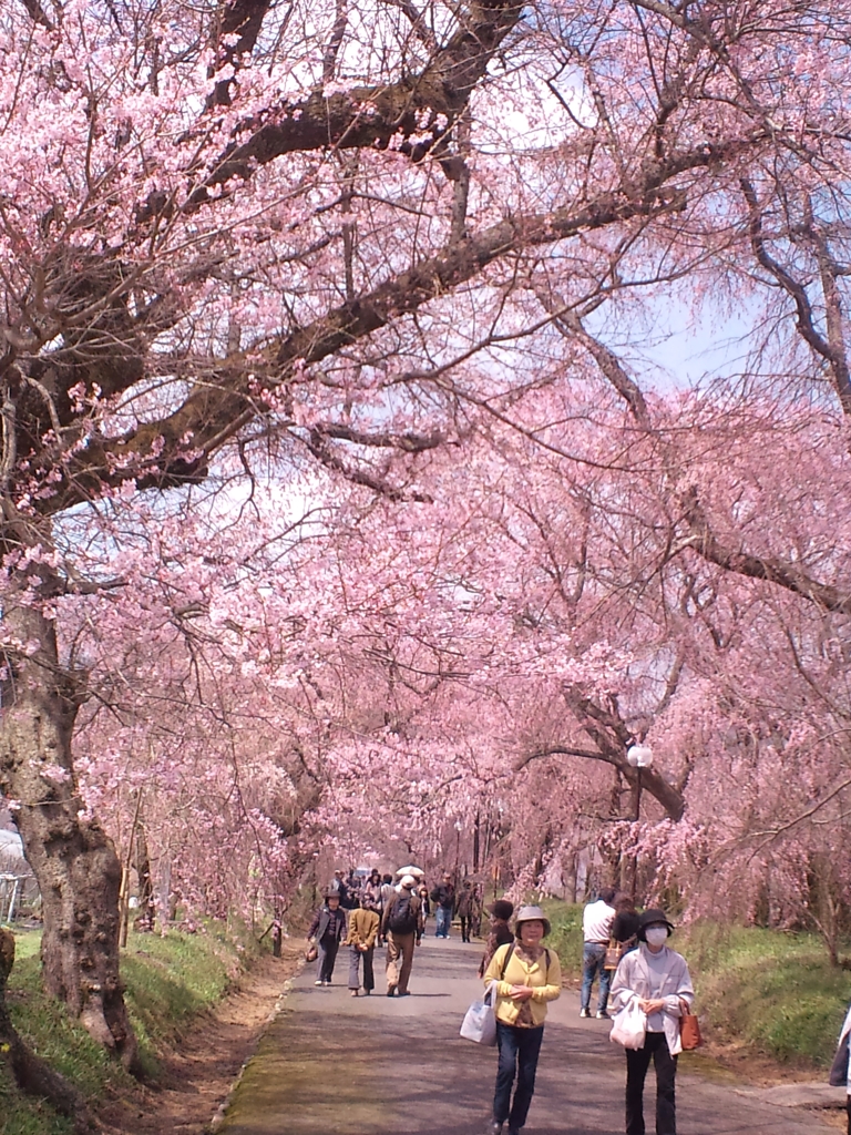 枝垂桜