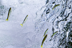 遡上にトライする魚たち！！