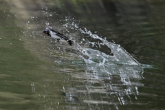 水浴びするツバメ