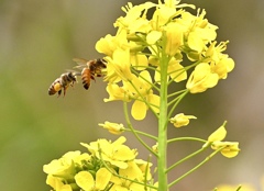 花粉集め競争しようで〜‼︎