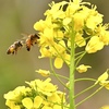 花粉集め競争しようで〜‼︎