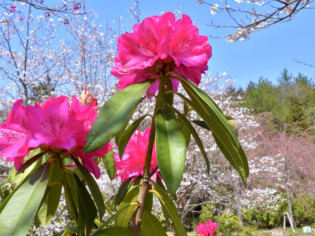 華やかなシャクナゲ