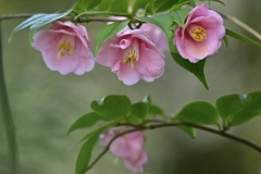 ピンクの椿咲く