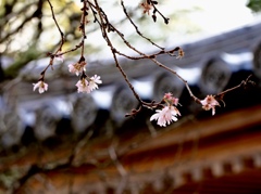 境内に咲く寒桜
