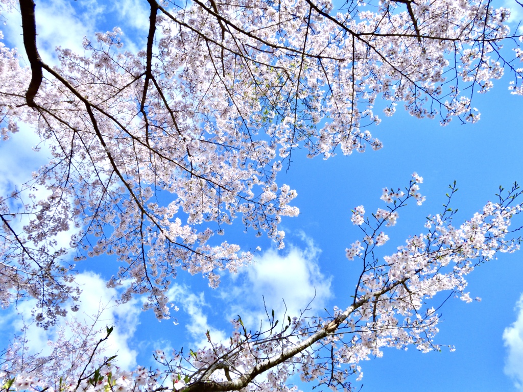 青空に映える桜