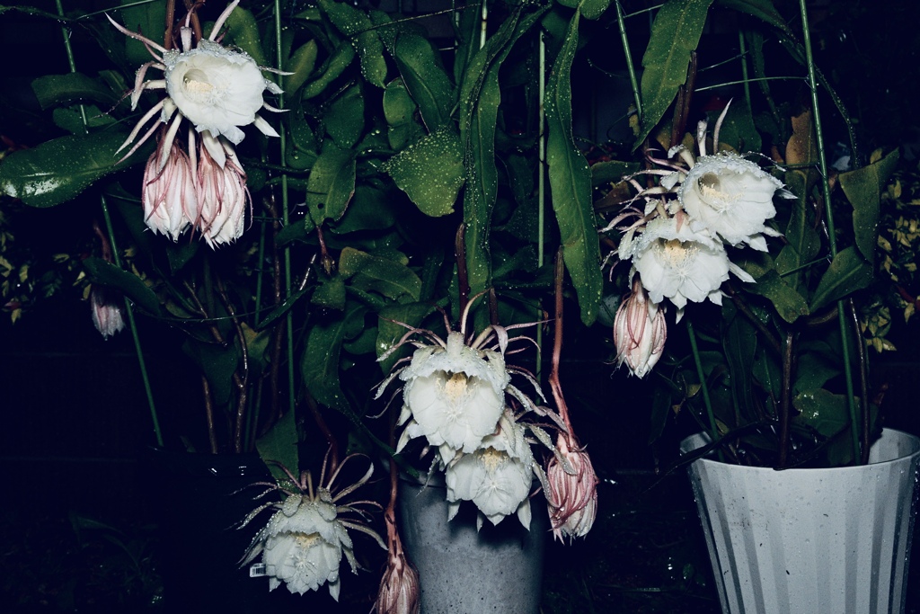 雨に打たれる花