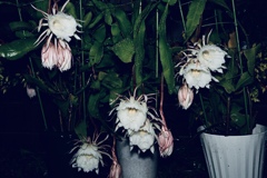 雨に打たれる花