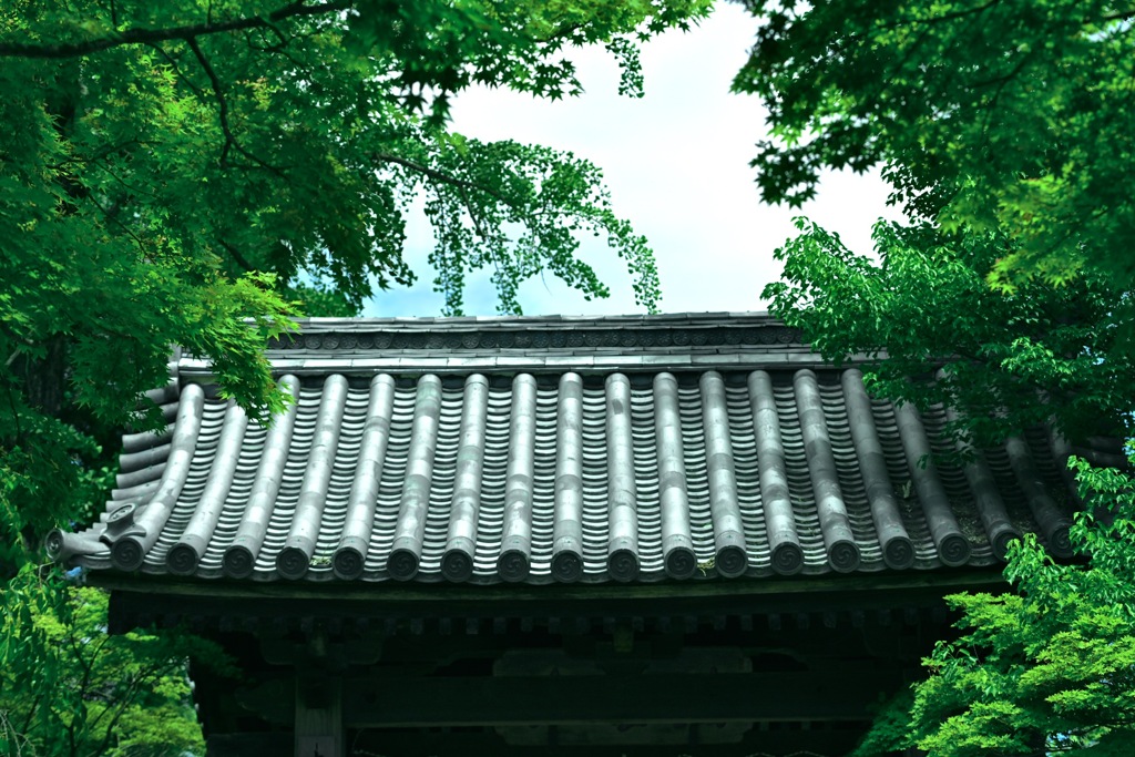 山門を包む新緑