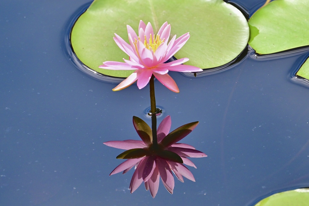 映える一輪の花！