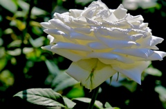 大輪の白バラ