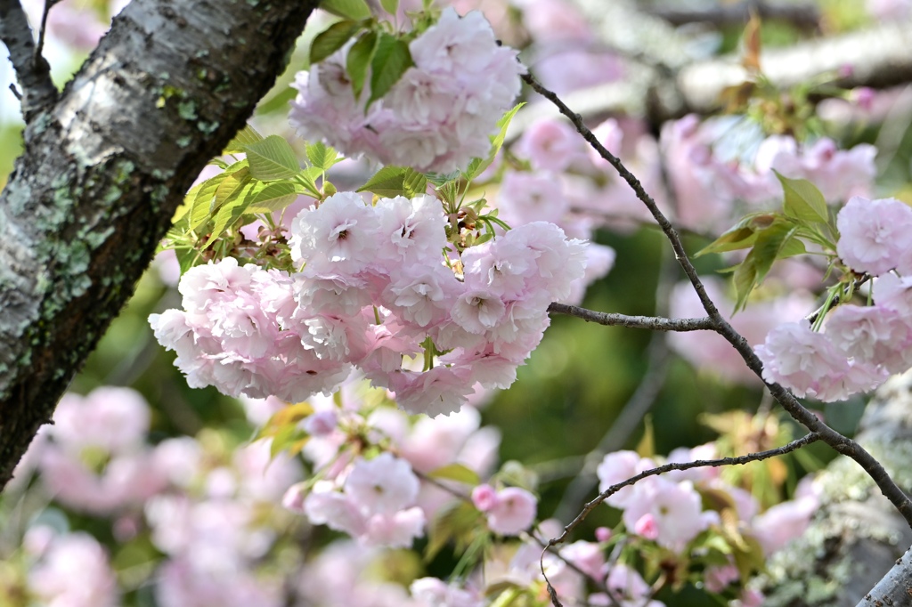 八重桜満開