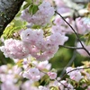 八重桜満開