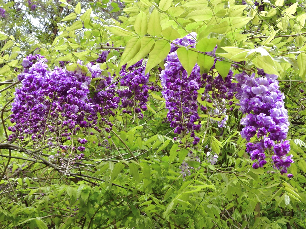 里山に咲く藤の花